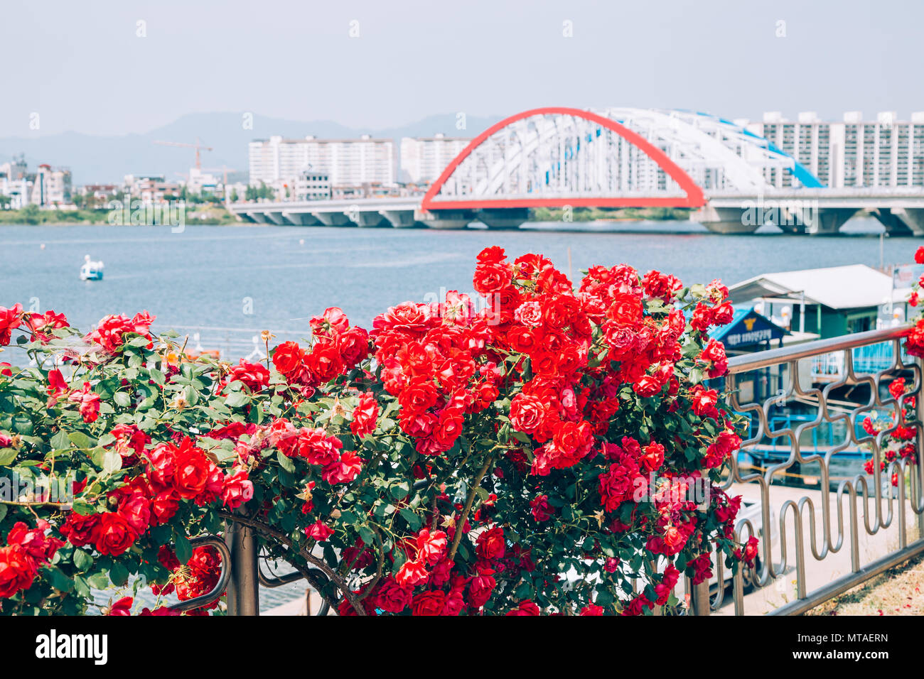 Moderno ponte e appartamento con fiore rosso su Riverside park di Chuncheon, Corea Foto Stock