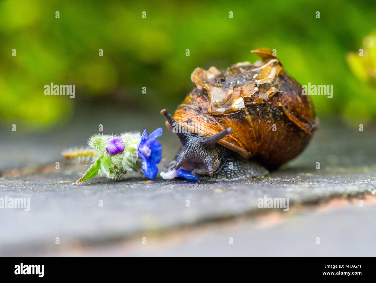 Close-up di un giardino o la lumaca comune di mangiare un piccolo fiore blu. Foto Stock