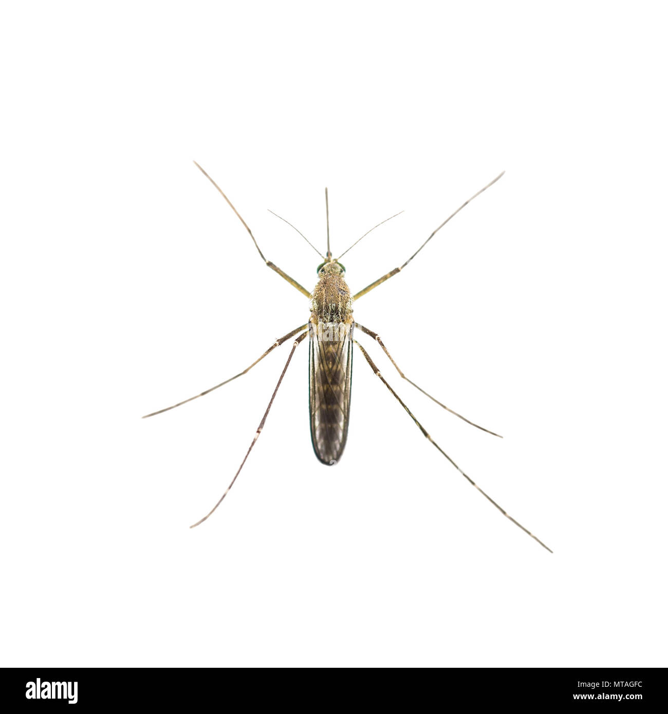 La febbre gialla, la malaria o Zika infettate da virus insetto zanzara isolato su bianco Foto Stock