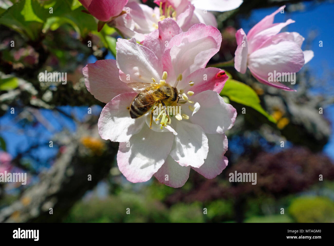 Un miele delle api, Apis mellifera su un Apple blossum nella valle di Annapolis, Nova Scotia, Canada Foto Stock