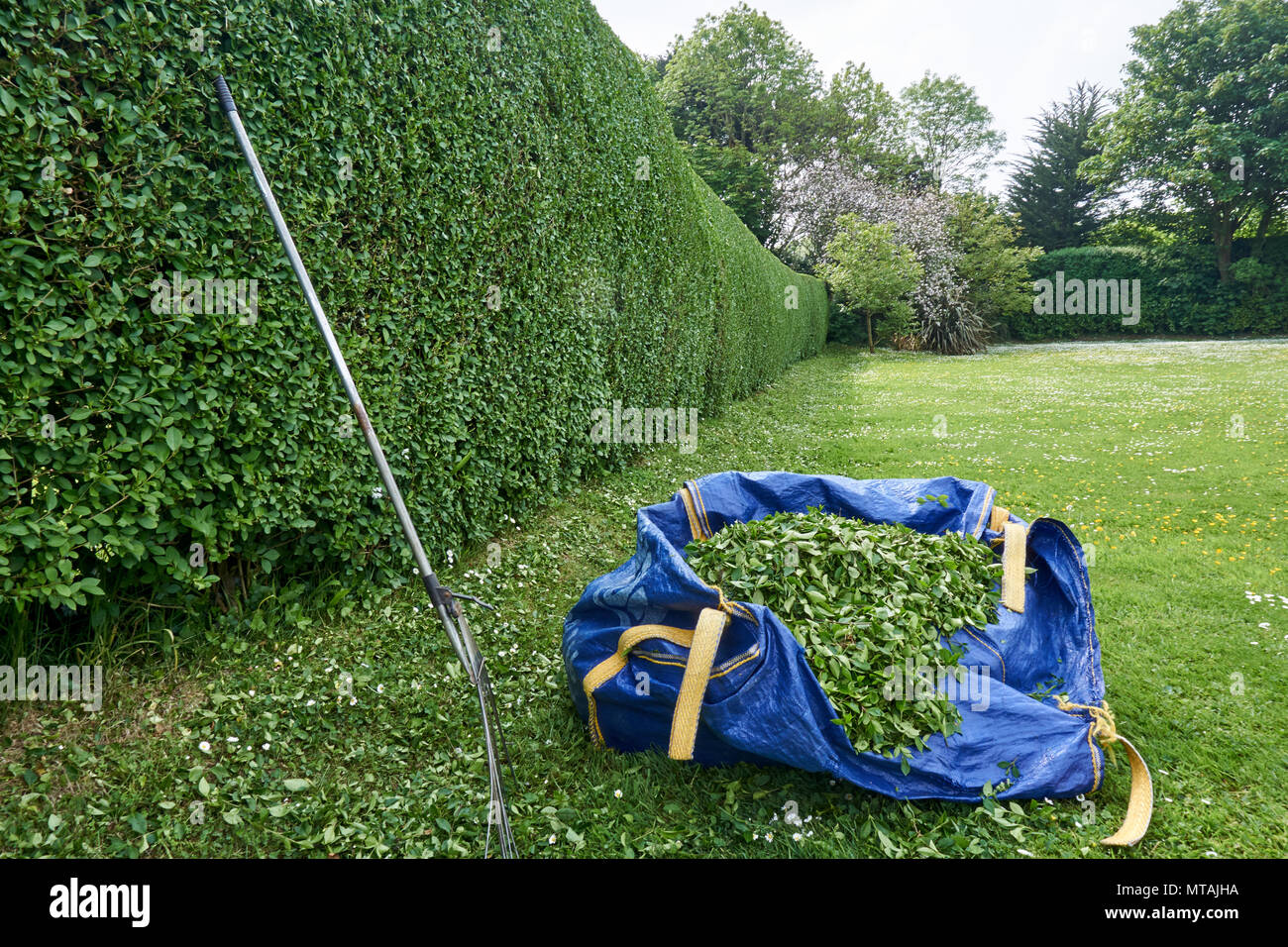 Cancellazione fino dopo la rifilatura a privet hedge. Penzance Cornwall Regno Unito. 26/5/2018 Foto Stock