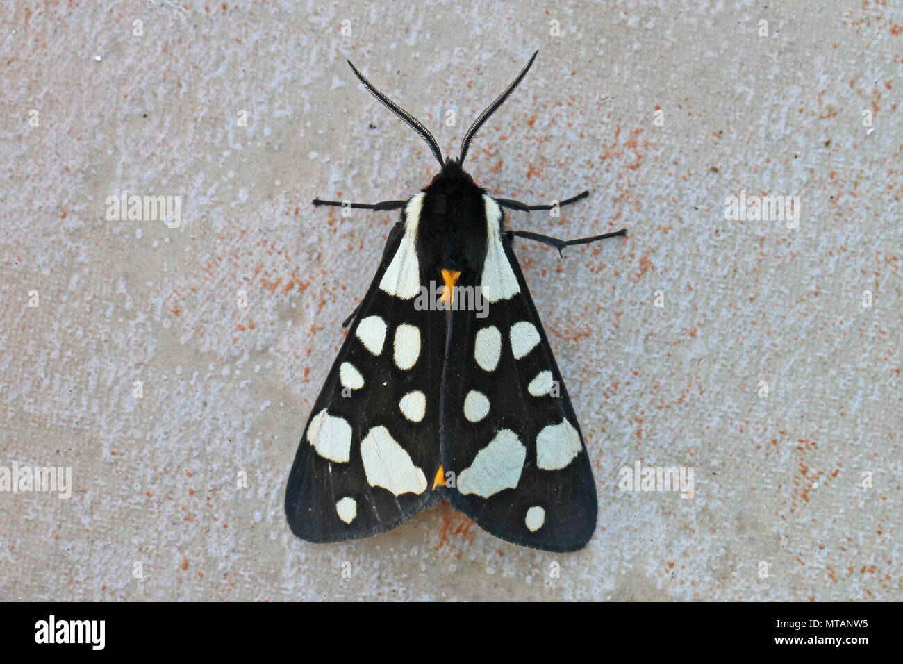 Crema-spot tiger moth close-up nome latino arctia villica su una piastrella ceramica con molto chiaro antenna in Italia Foto Stock