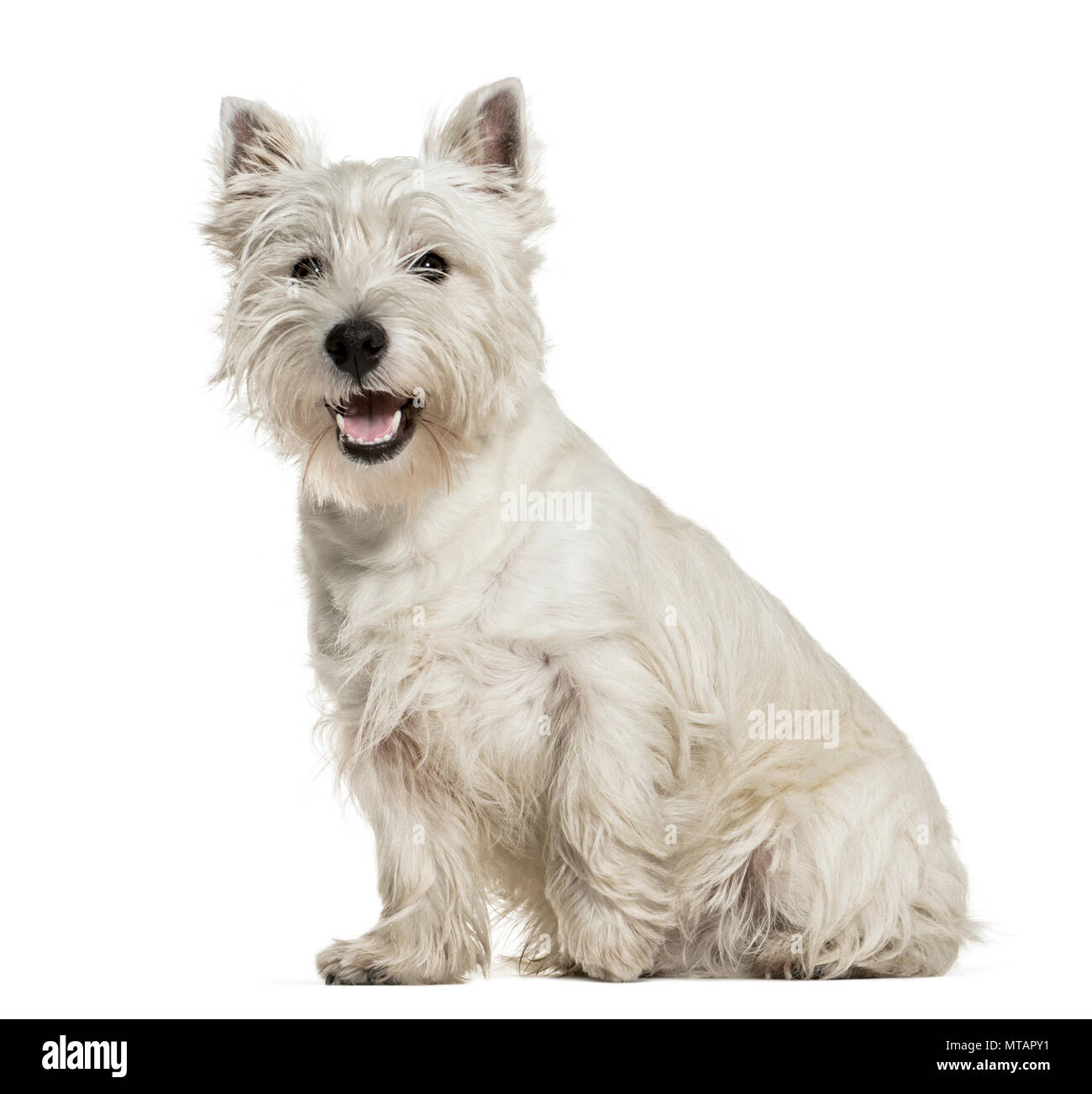 West Highland White Terrier seduto contro uno sfondo bianco Foto Stock