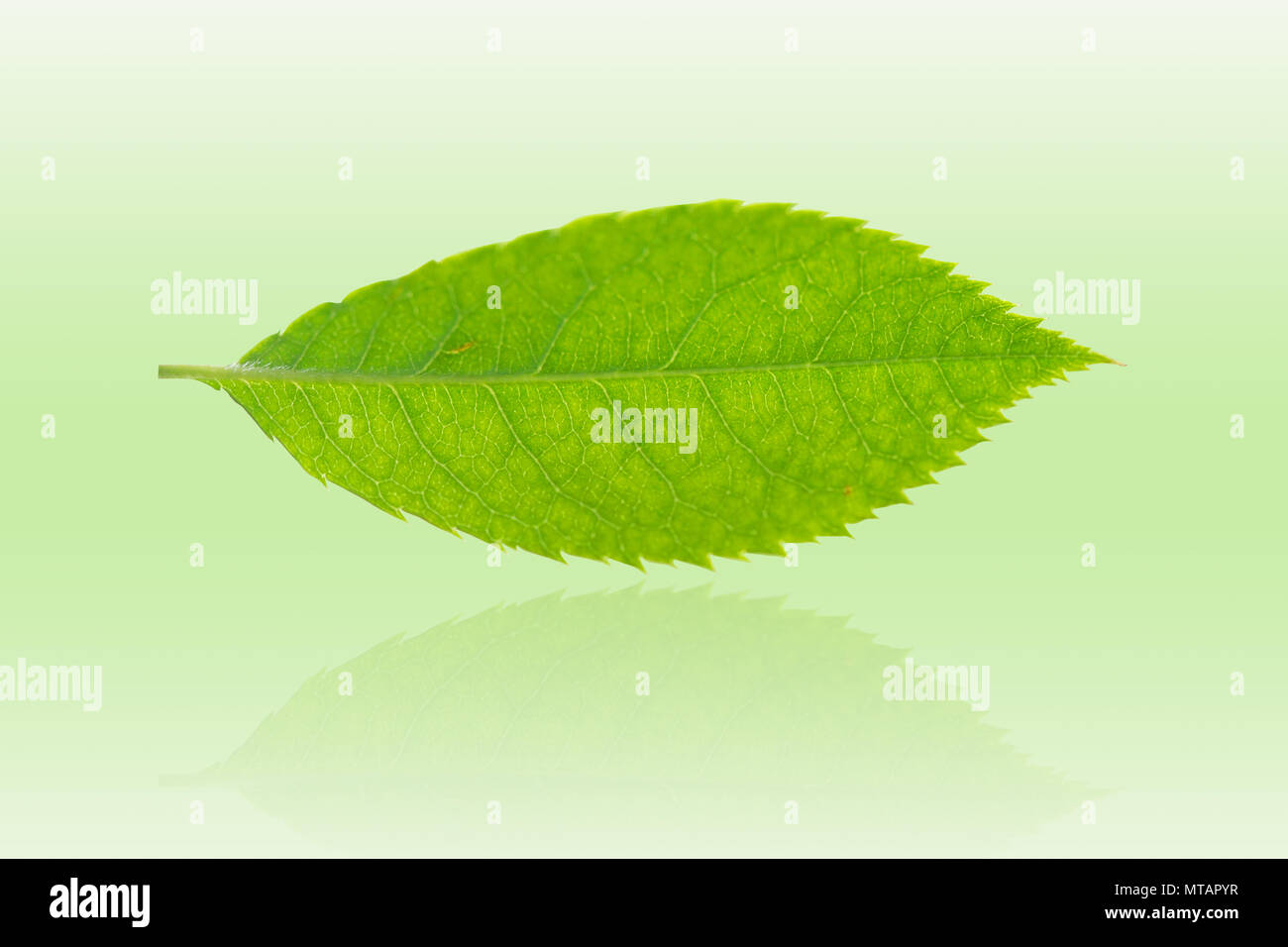 Fresca foglia verde sulla sfocatura dello sfondo verde Foto Stock