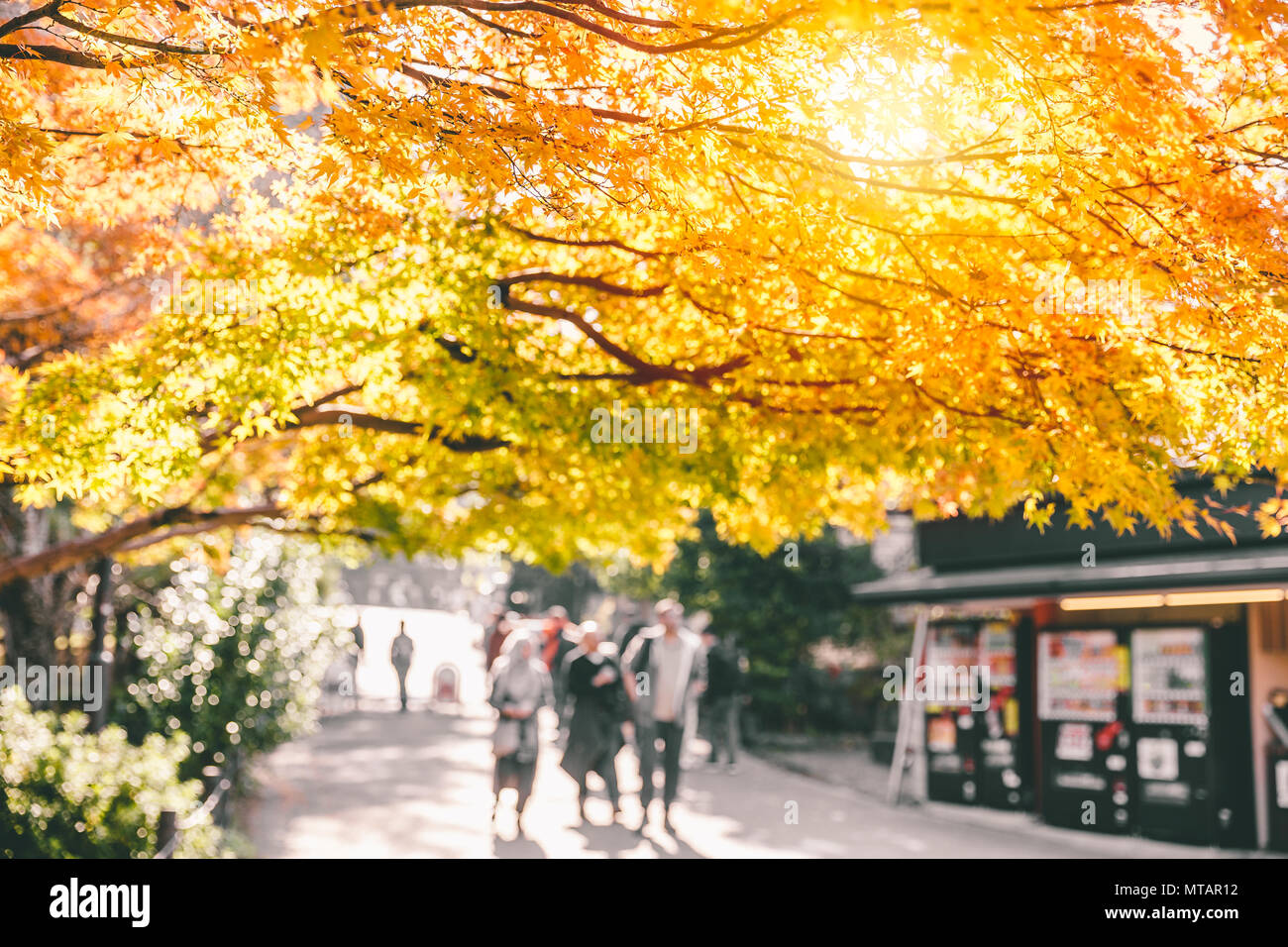 La natura del parco di kyoto vista scena stagione autunnale golden acero in Giappone Foto Stock