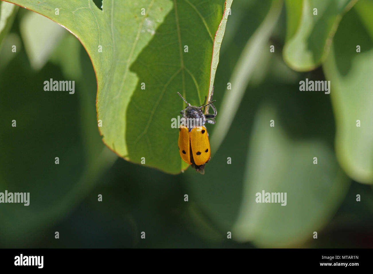 Quattro macchiato il coleottero di foglia o pioppo variante con sei punti clytra latina quadripunctata o chrysomela populi alimentazione su un albero di giuda leaf in Italia Foto Stock