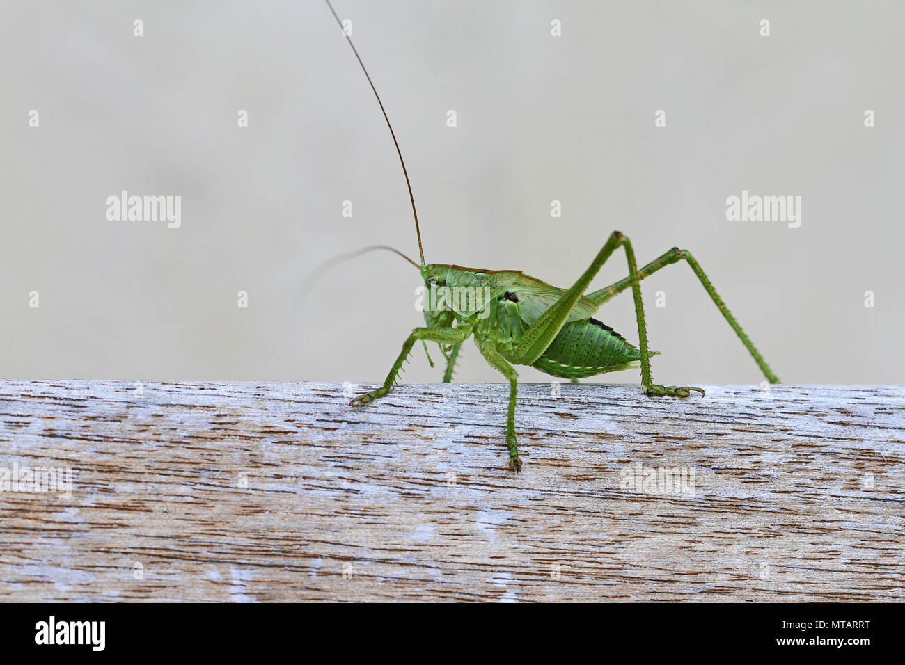 Il verde screziato bush cricket o katydid close up nome latino leptophyes punctatissima o grasshopper su una trave di legno in Italia centrale in estate Foto Stock