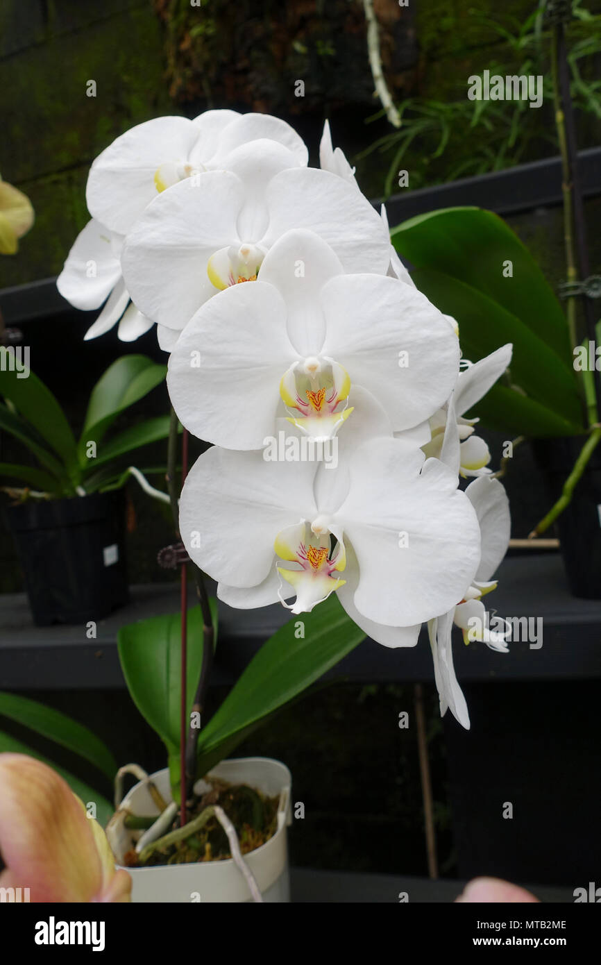 Phalaenopsis orchidee o noto come falena Orchidee Foto Stock