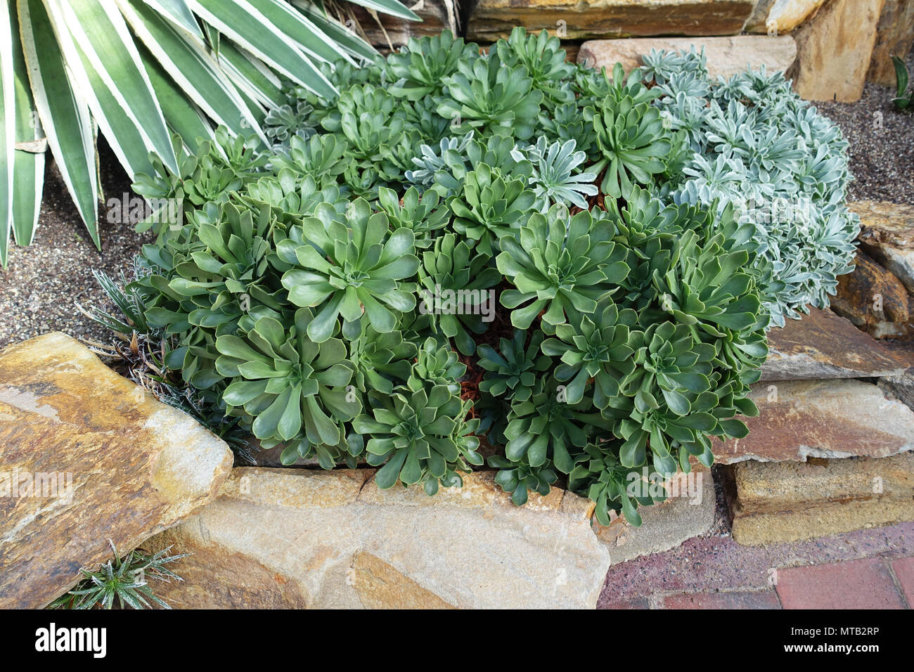 Aeonium o noto come verde succulente Rose Foto Stock