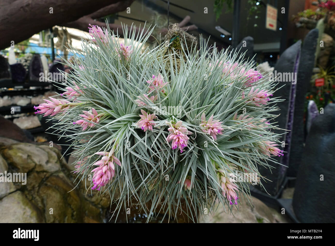 Tillandsia Houston caramella di cotone Foto Stock