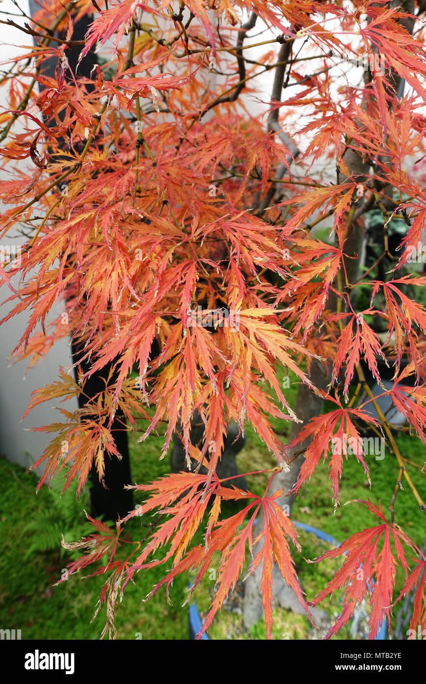 Acero giapponese Green piangendo Albero in autunno Foto Stock