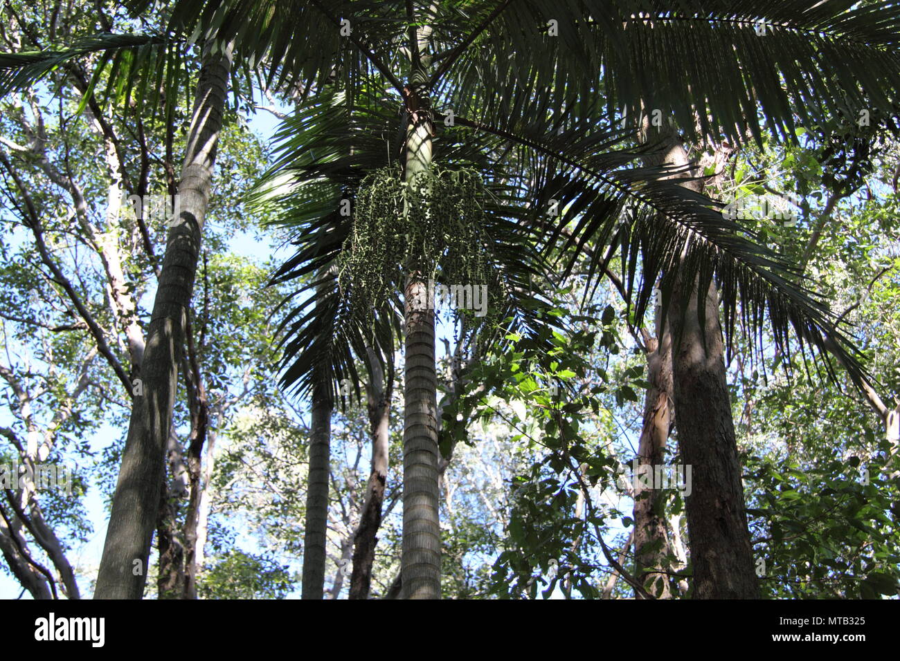 Carpentaria Palms (Carpentaria acuminati) in Australian foresta nativa Foto Stock