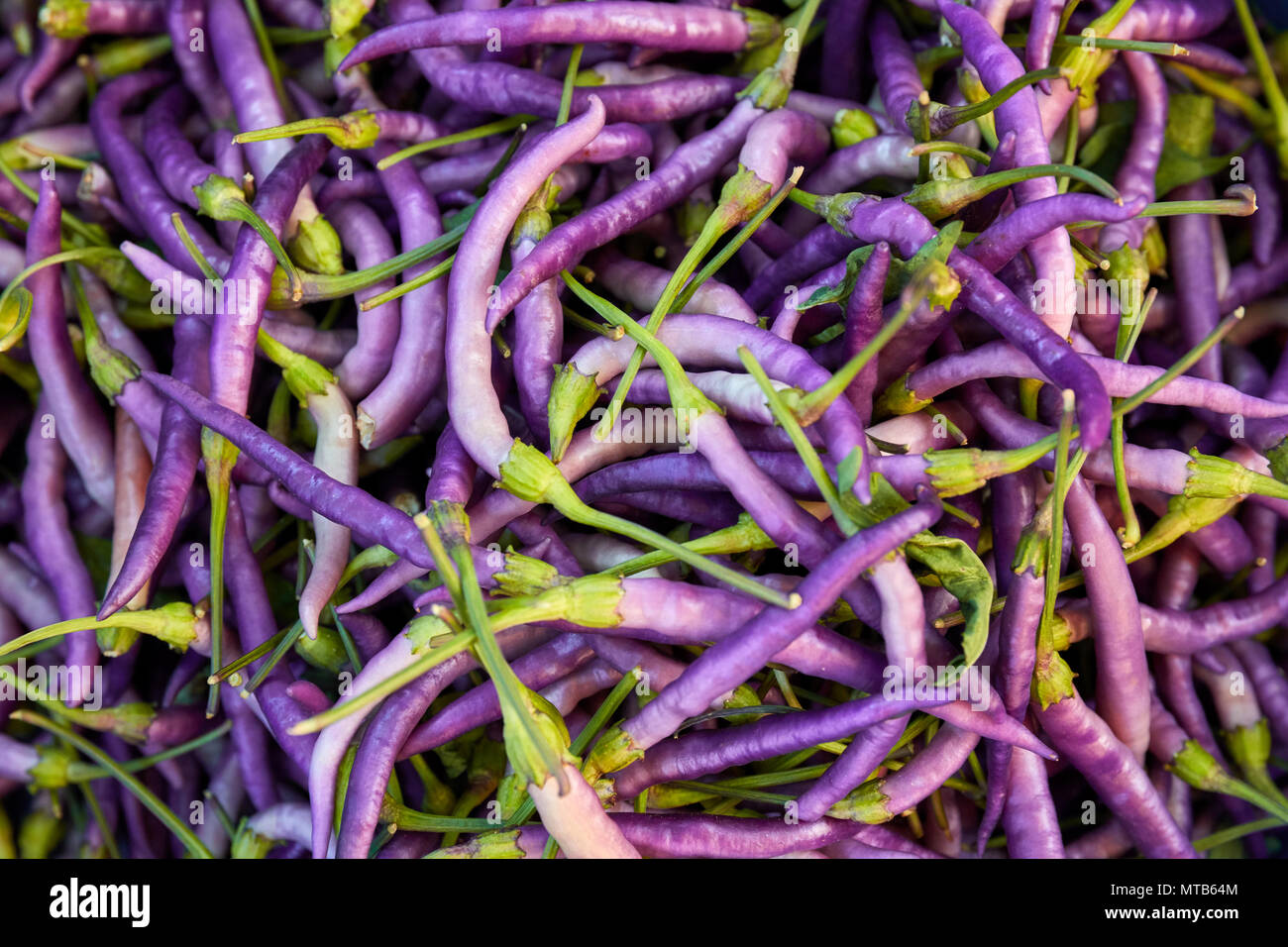 Cumulo di viola cayenne pepe caldo sul contatore di un bazaar Foto Stock