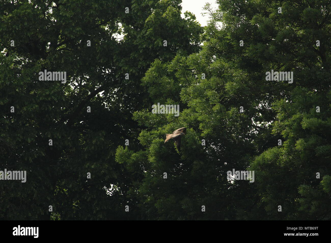 Un singolo aquilone rosso, Milvus milvus vola al di sopra di un campo con alberi in background. Spazio per la copia. Foto Stock