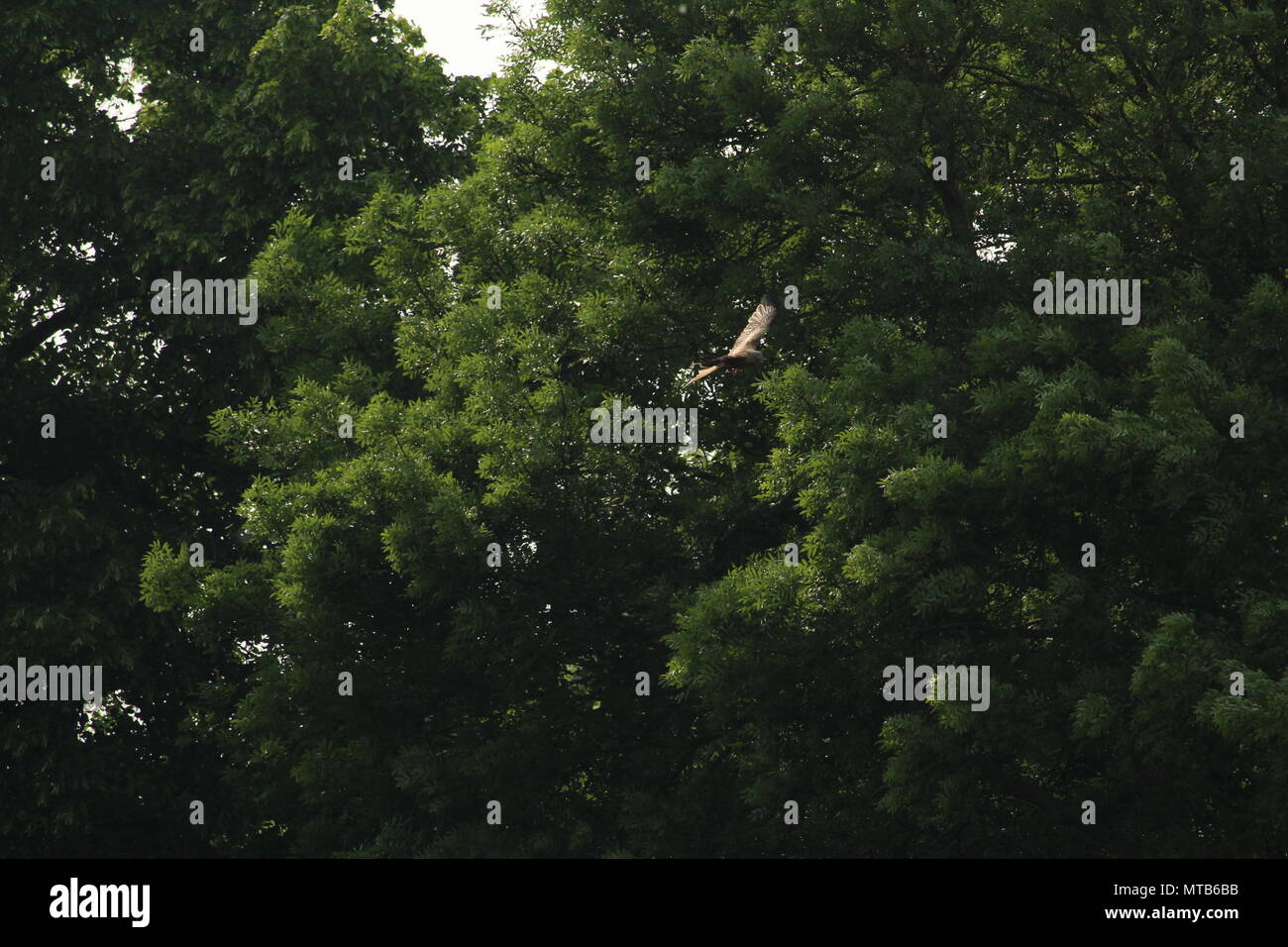 Un singolo aquilone rosso, Milvus milvus vola al di sopra di un campo con alberi in background. Spazio per la copia. Foto Stock
