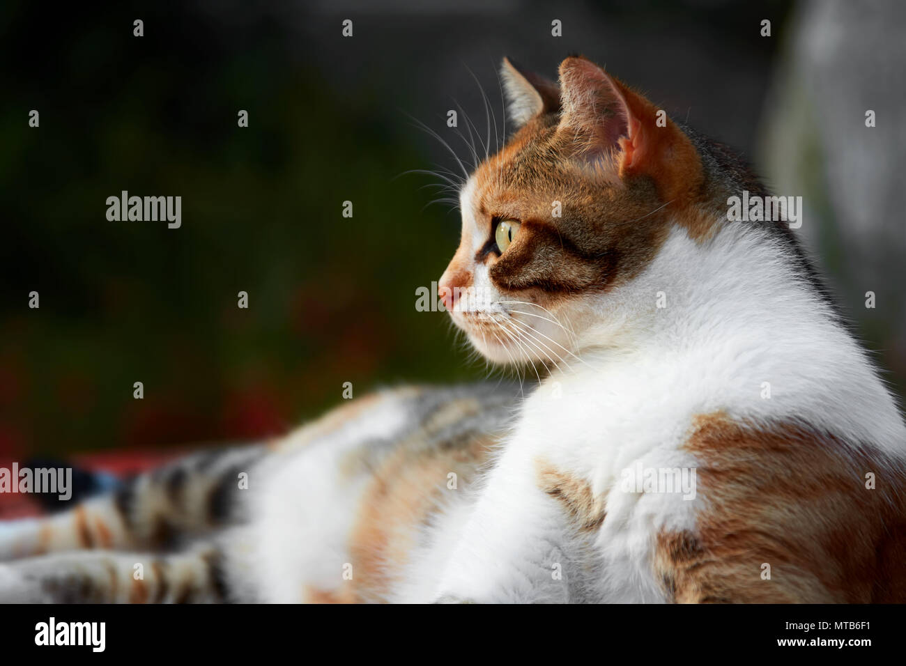 Close up lato volto ritratto di un gatto staring a sinistra con una espressione accurata Foto Stock