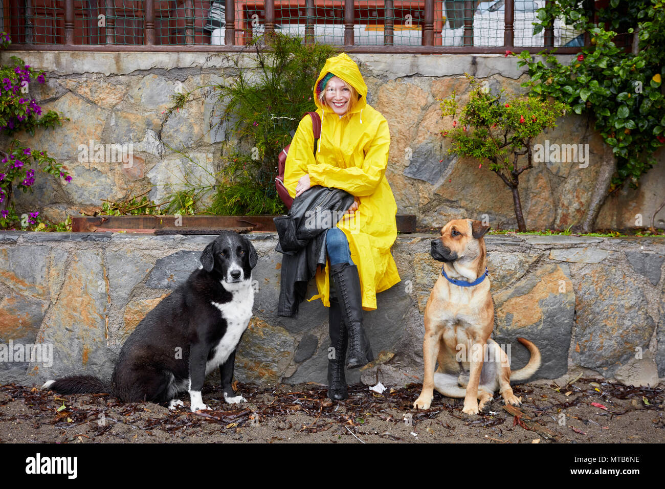 Sorridente femmina caucasica al suo 30s che indossa una giacca impermeabile giallo e seduta su un muro di pietra tra due bellissimi cani. Foto Stock