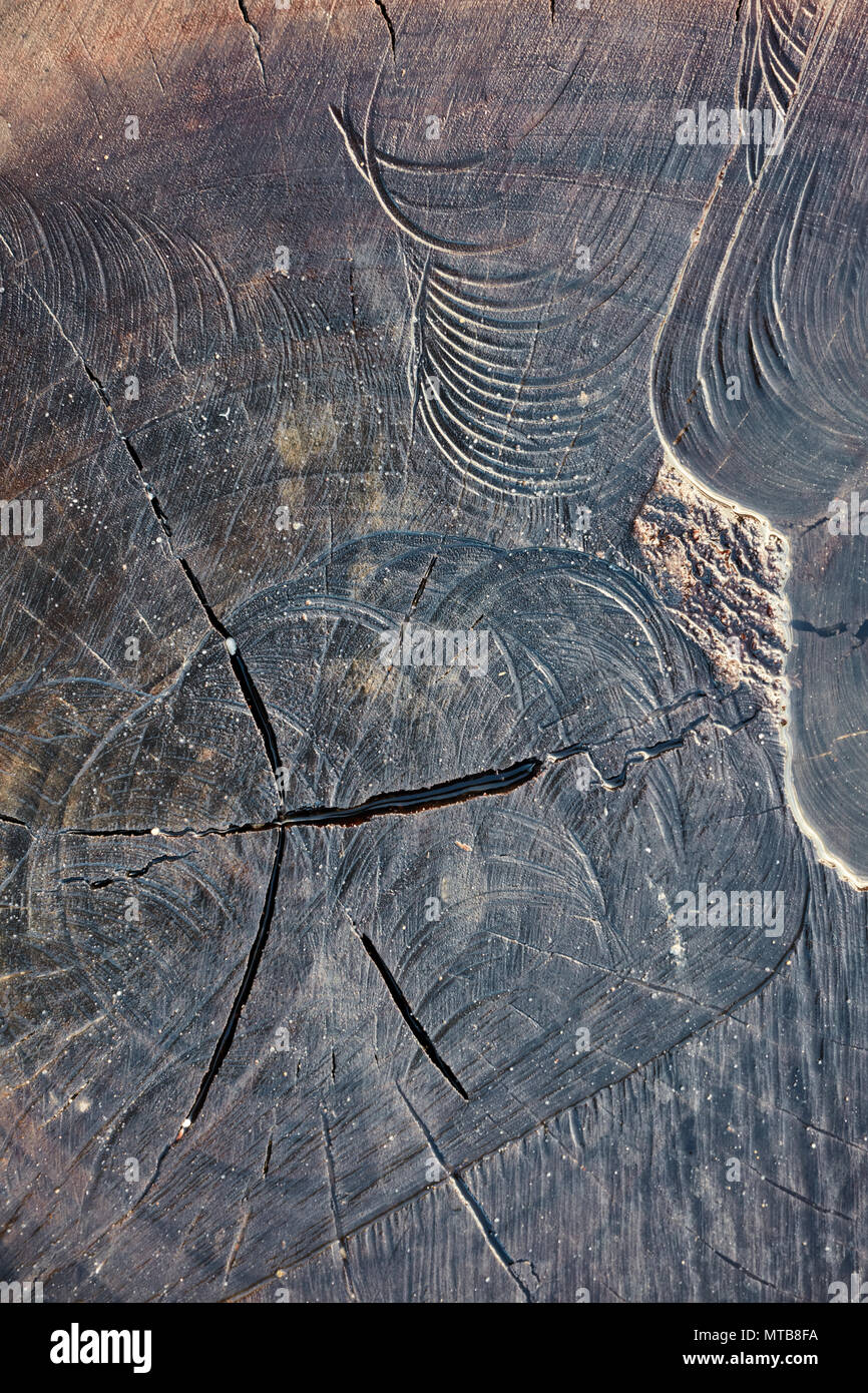 Struttura in legno sullo sfondo di un moncone con texture e crepe. Sezione trasversale, naturale, di colore marrone scuro e umido. Foto Stock