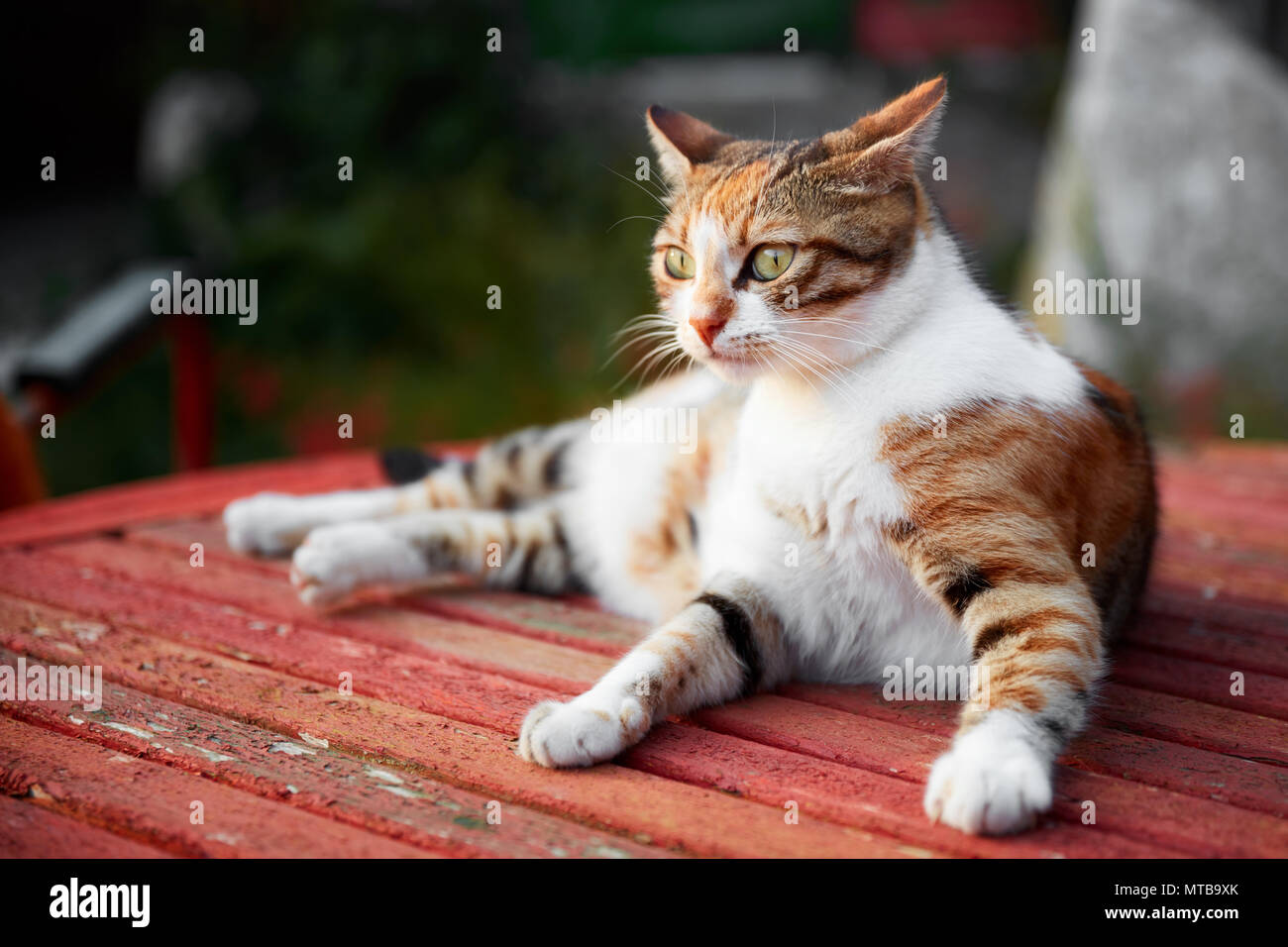 Un bel gatto su di un legno rosso Tavolo da giardino con un espressione indeciso Foto Stock