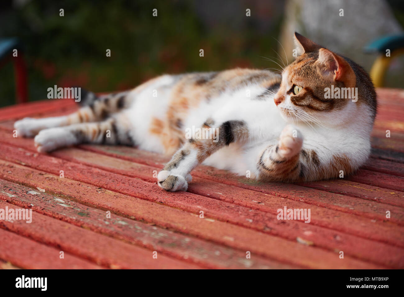 Ritratto di un gatto staring a sinistra con un'espressione preoccupata Foto Stock