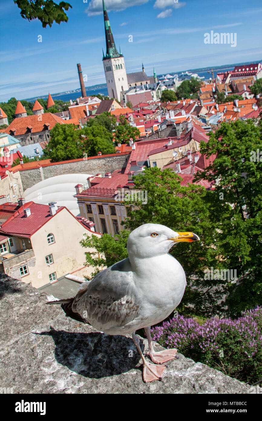 Seagull seduti sulla parete di Tallinn Estonia città vecchia. Vista della città con tetti rossi, muro di fortificazione, torri, San dell'Olaf Chiesa,Edificio storico Foto Stock