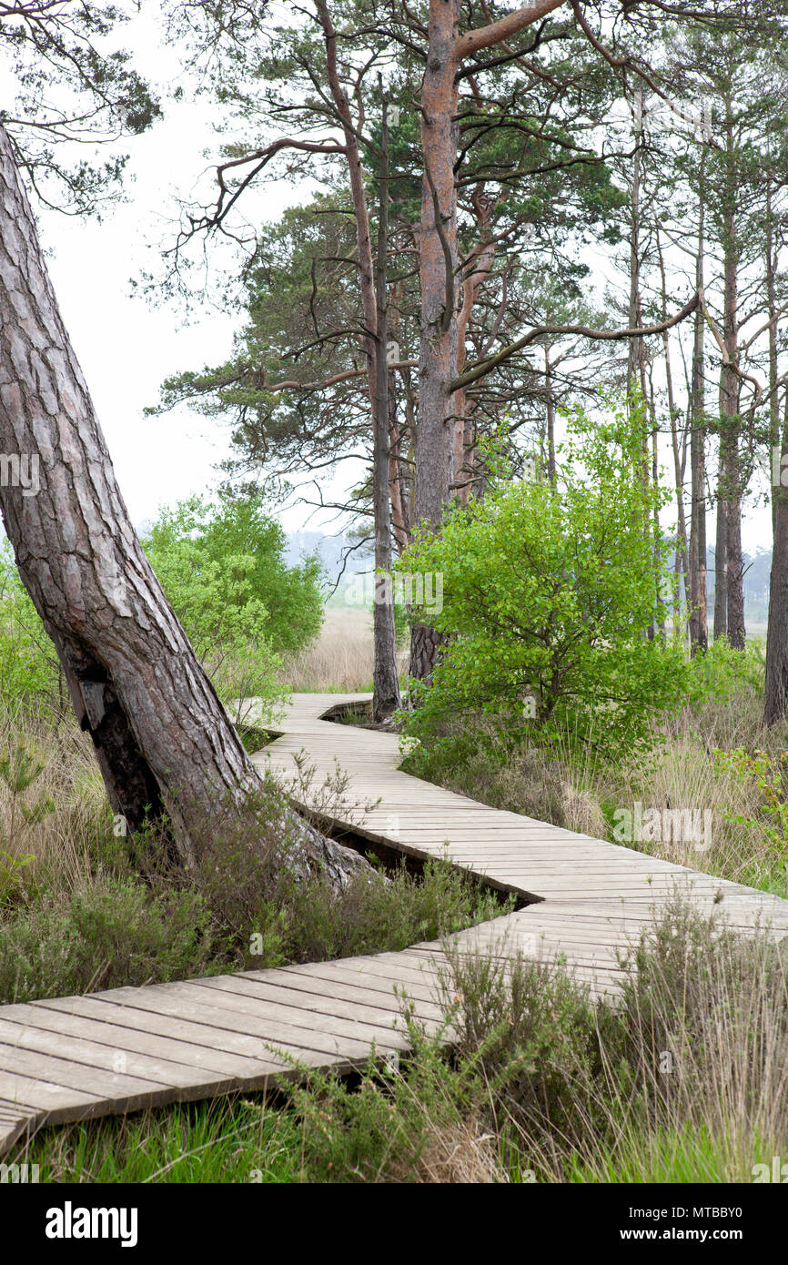 Tavola di legno a piedi, Thursley comune natura riserva Surrey Board walk in maggio con alberi Foto Stock