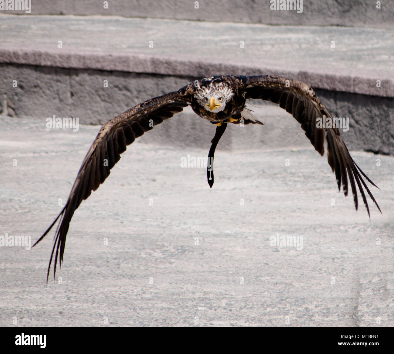Aguila en pleno vuelo al acecho de su presa Foto Stock