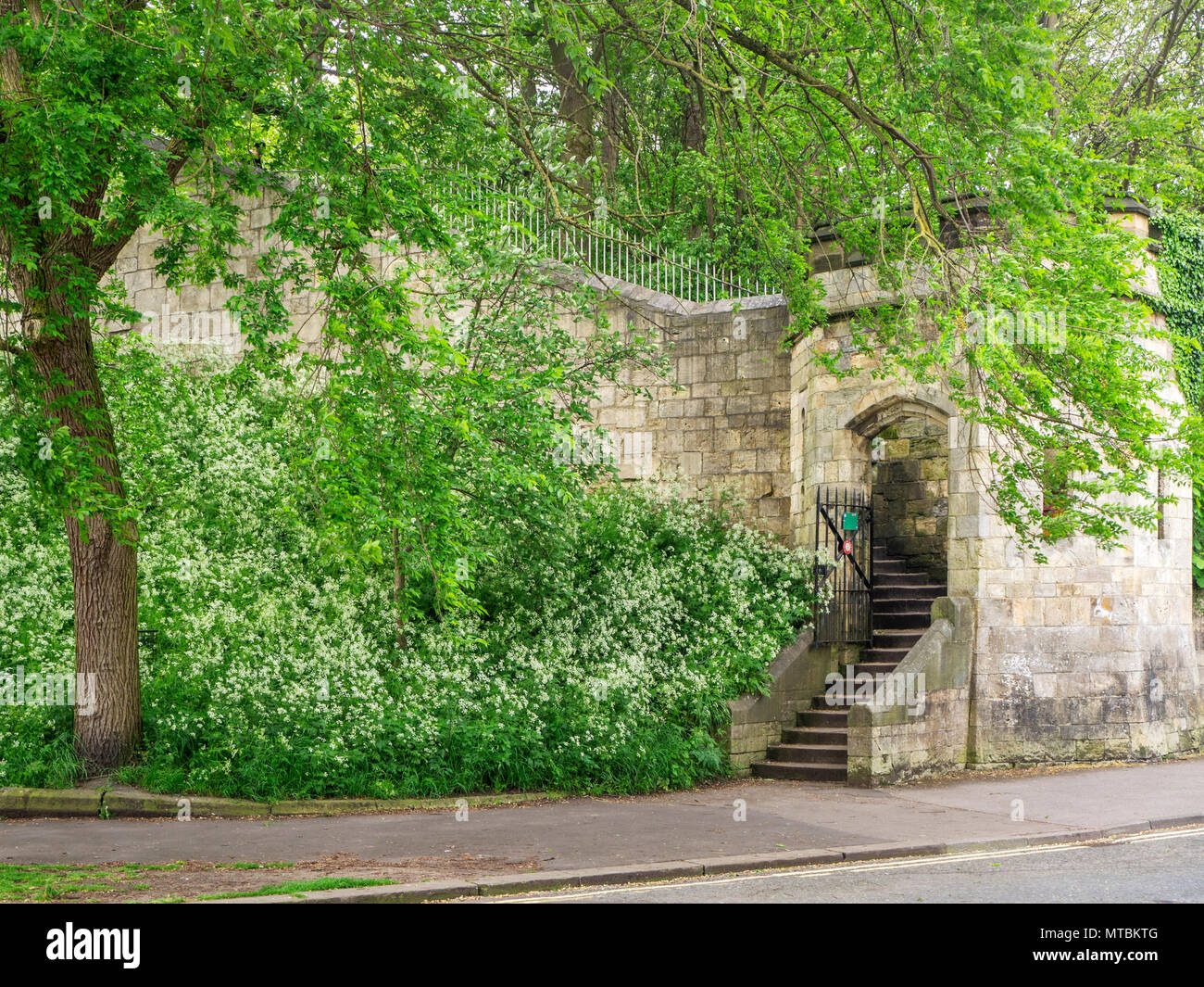 Mucca prezzemolo sulle rive della parete della città all'ingresso a Baile Hill York Yorkshire Inghilterra Foto Stock