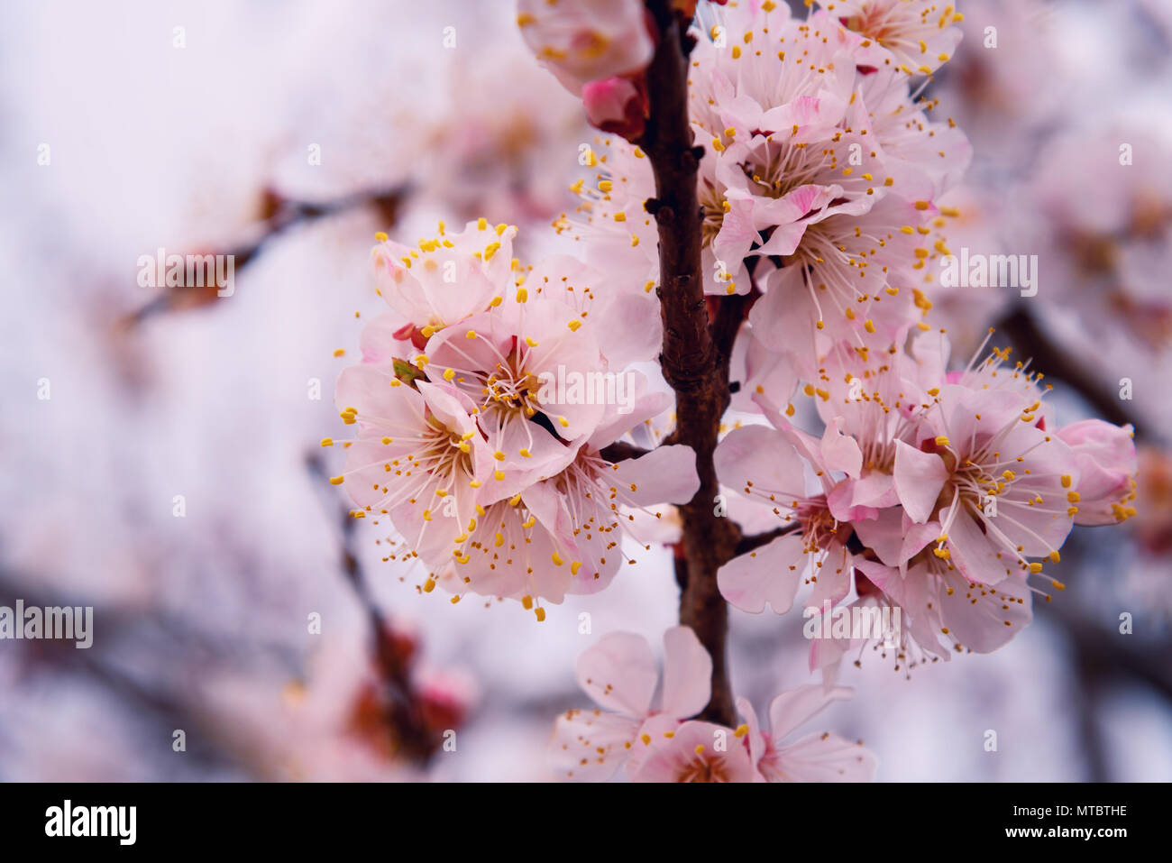 La fioritura dei ciliegi in Primavera a Tabriz. Iran Foto Stock