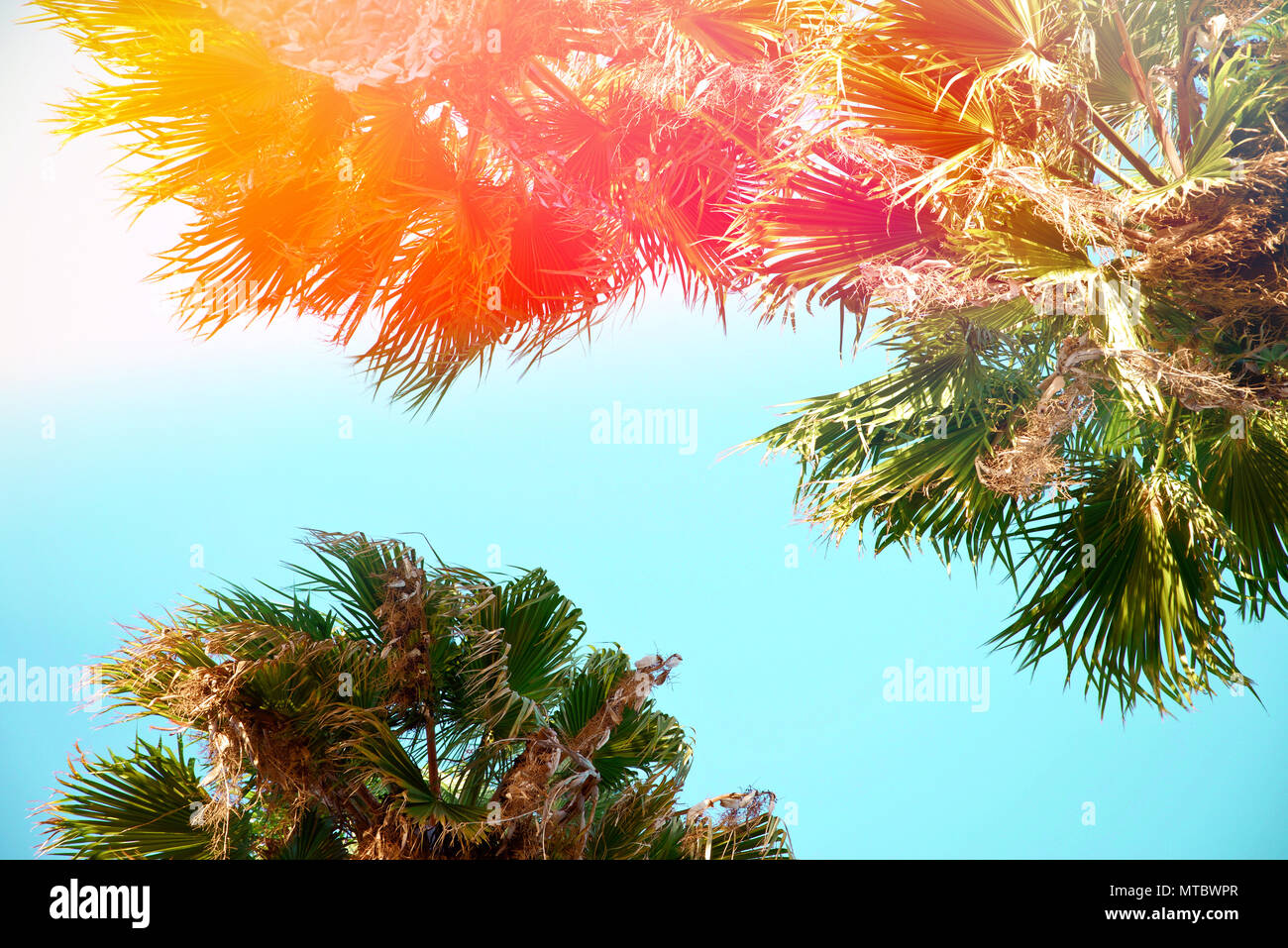 California palme Foto Stock