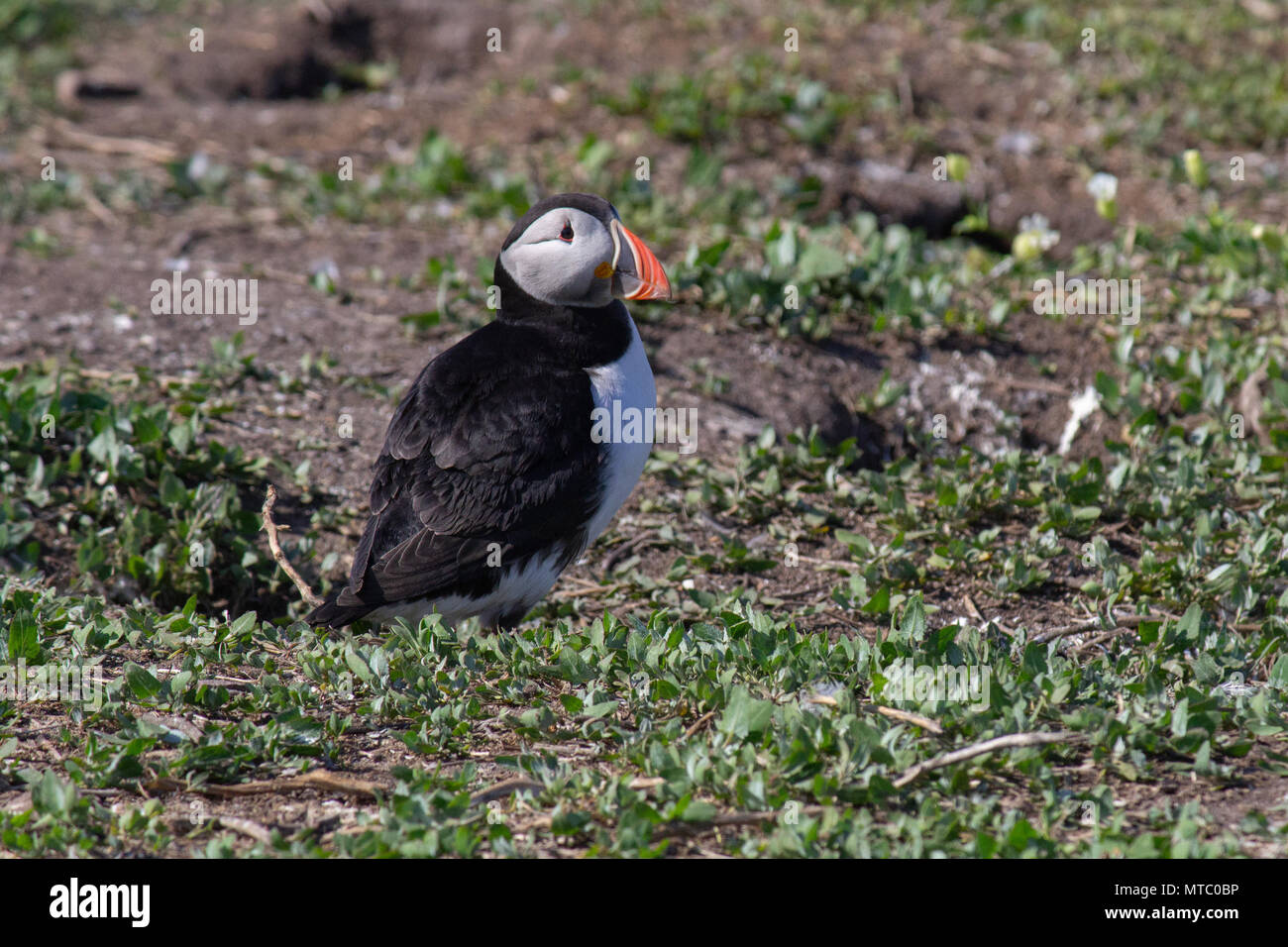 I puffini sulle isole farne, Northumberland Foto Stock