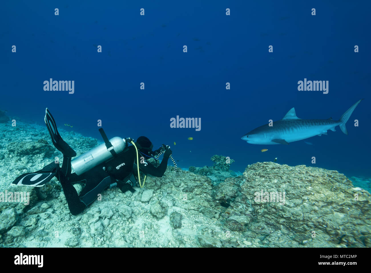 Maschio di scuba diver riprese Tiger Shark (Galeocerdo cuvier) Foto Stock