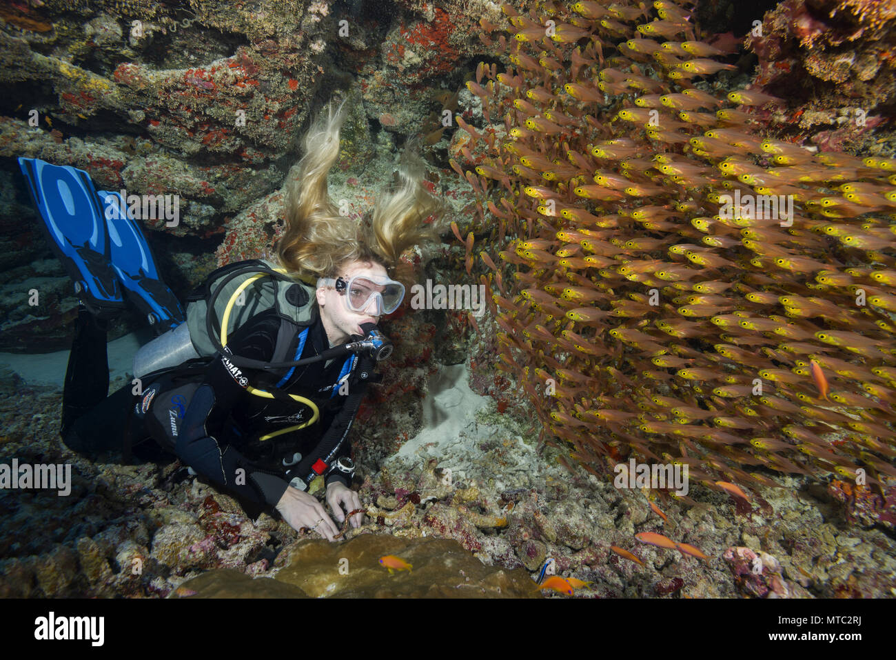 Femmina sub guardare a scuola di glassfish in grotta. Pesce di vetro o pigmea sweeper (Parapriacanthus ransonneti) Foto Stock