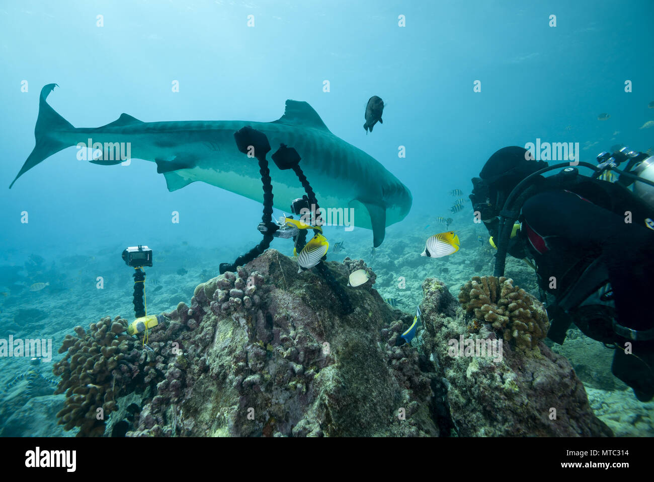 Maschio di scuba diver riprese Tiger Shark (Galeocerdo cuvier) Foto Stock