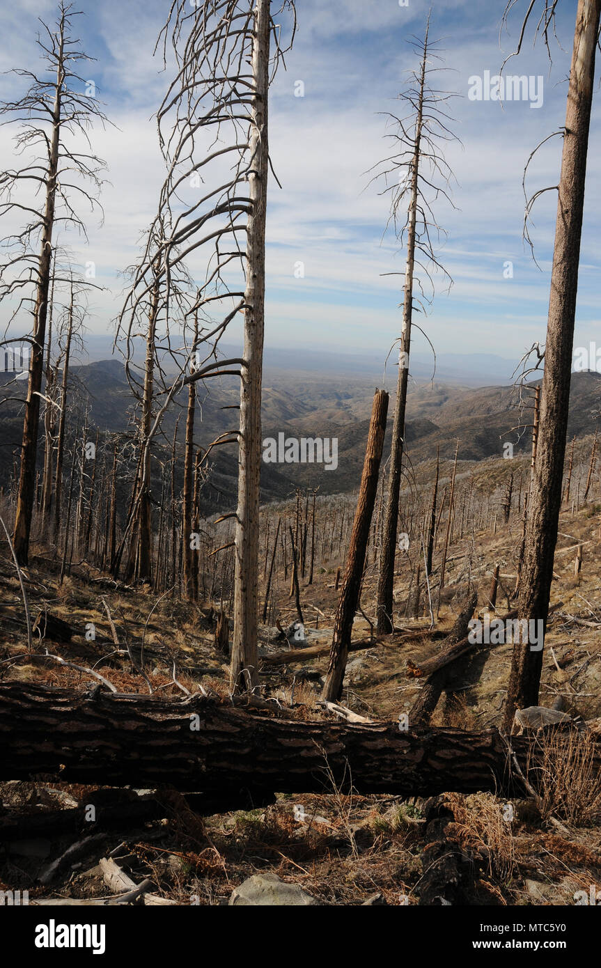 Gli alberi morti restano lungo la Arizona sentiero panoramico seguendo la Aspen Fire, Deserto Sonoran, Foresta Nazionale di Coronado, Santa Catalina Mountains, Mout Le Foto Stock