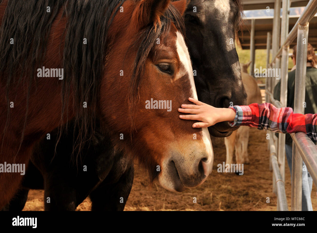Un giovane ragazzo seleziona un cavallo di sponsor come un regalo di Natale  da sua zia a voci equina Sanctary e salvataggio, Green Valley, Arizona,  Stati Uniti Foto stock - Alamy