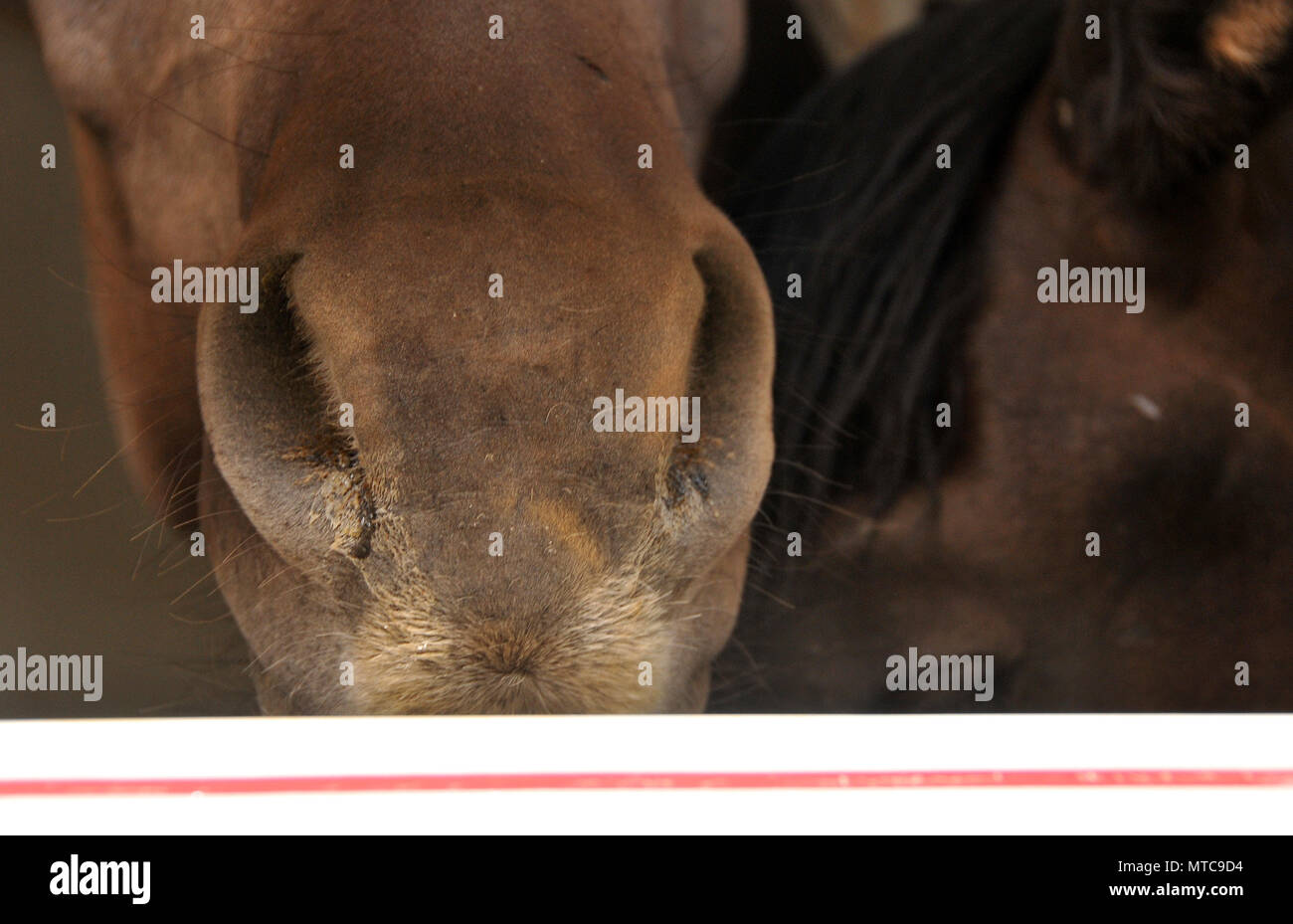 Quattro stalloni selvatici che sono spagnolo cavalli selvaggi, sono stati liberati dalle voci Equine Rescue & Santuario, Green Valley, Arizona, Stati Uniti. I cavalli erano trans Foto Stock