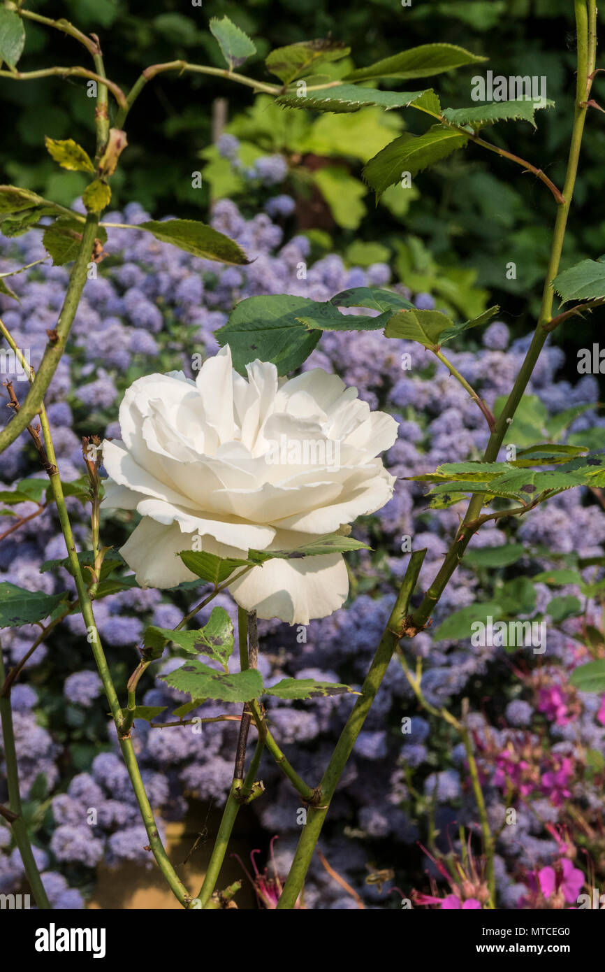 Margaret Merril, rose antiche varietà di rose, altamente scenrted, ma incline a macchia nera e altre malattie. Foto Stock