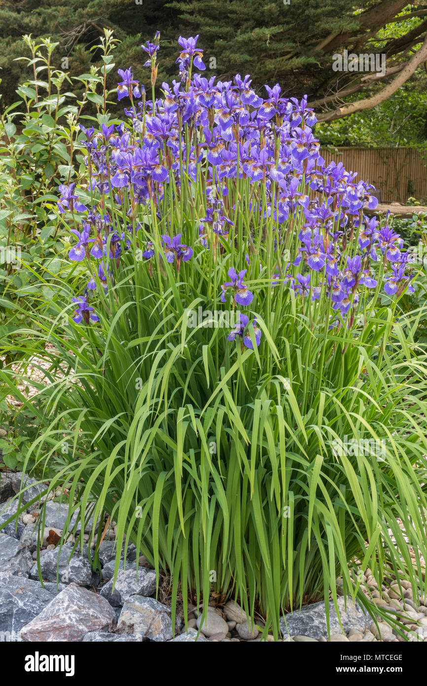 Un grande agglomerato di iris sibirica siberiano iris, circondato da grigio chiaro pietre e rocce. Foto Stock
