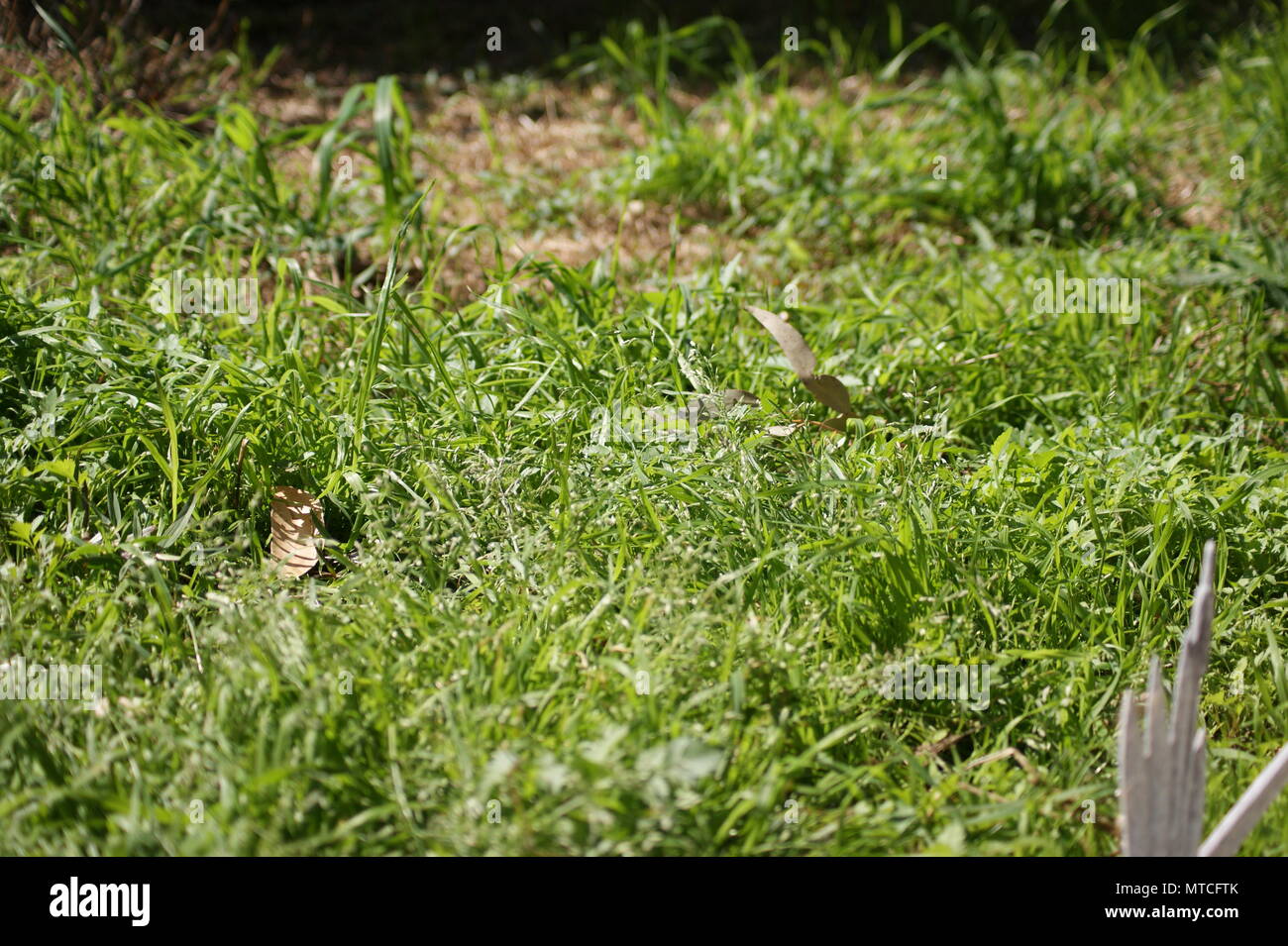 Un po' erba alta con alcune aree secche in background Foto Stock