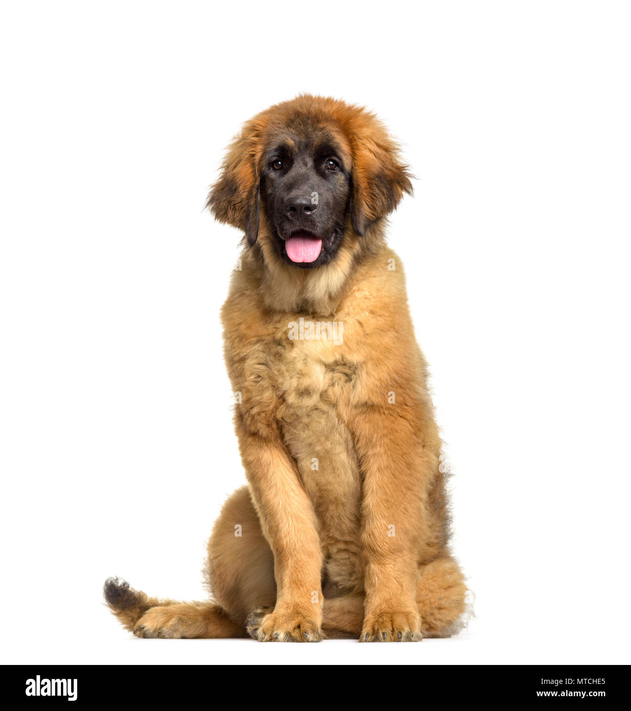 Leonberger cucciolo, 4 mesi di età, seduti contro uno sfondo bianco Foto Stock