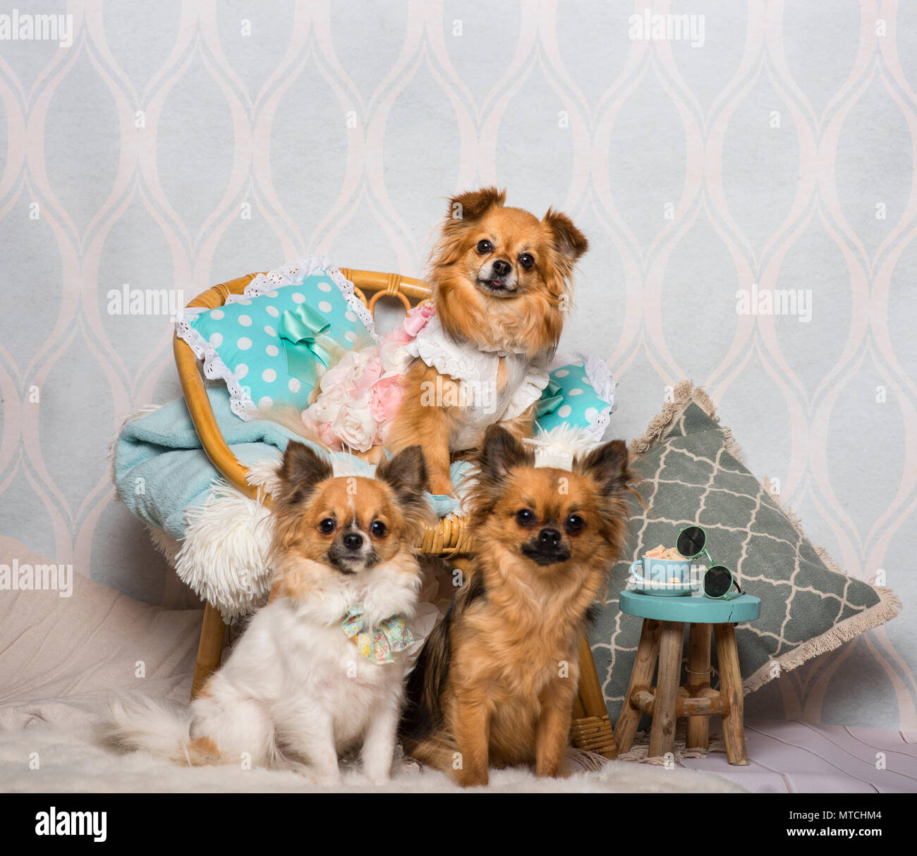 Chihuahua cani seduti intorno a sedia in studio, ritratto Foto Stock