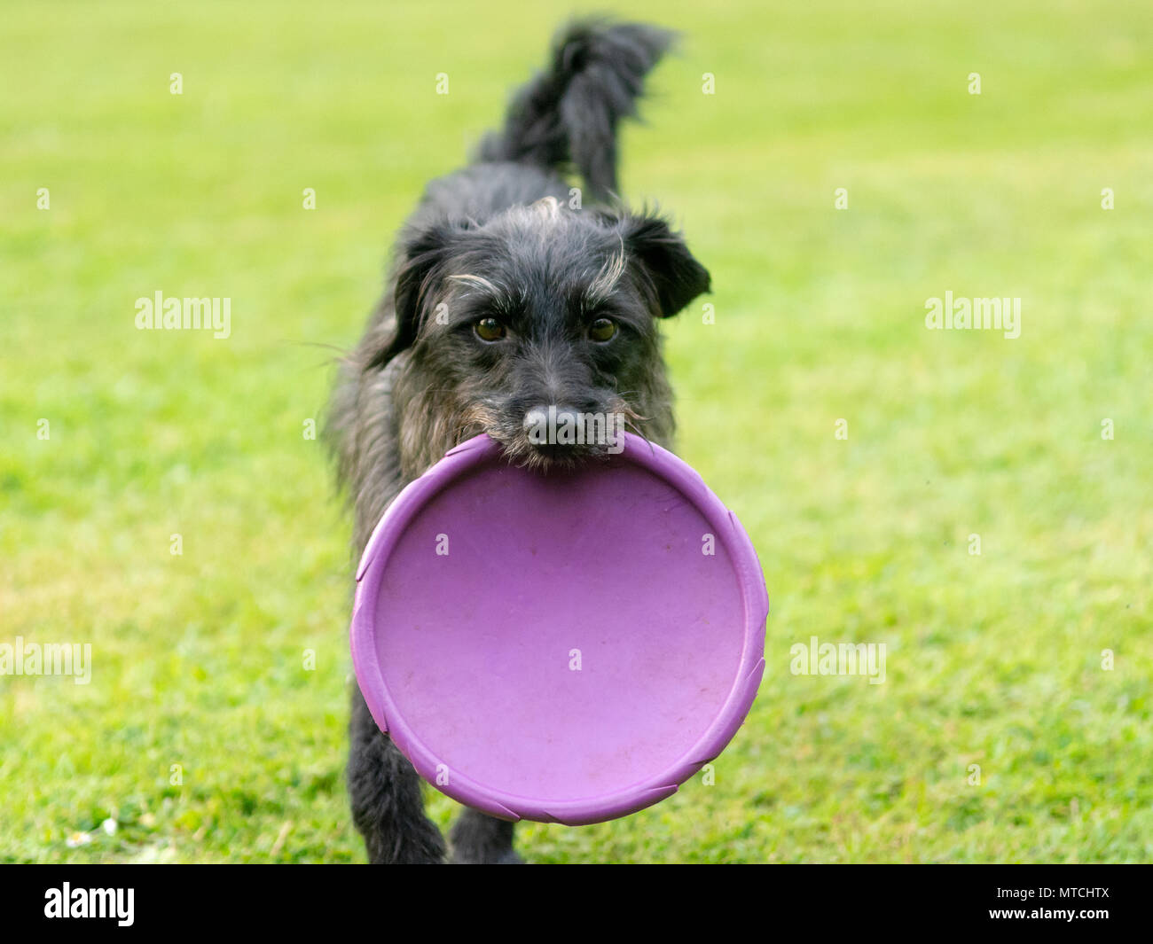Rinzaffate cane nero in esecuzione con un viola Frisbee in bocca. Foto Stock