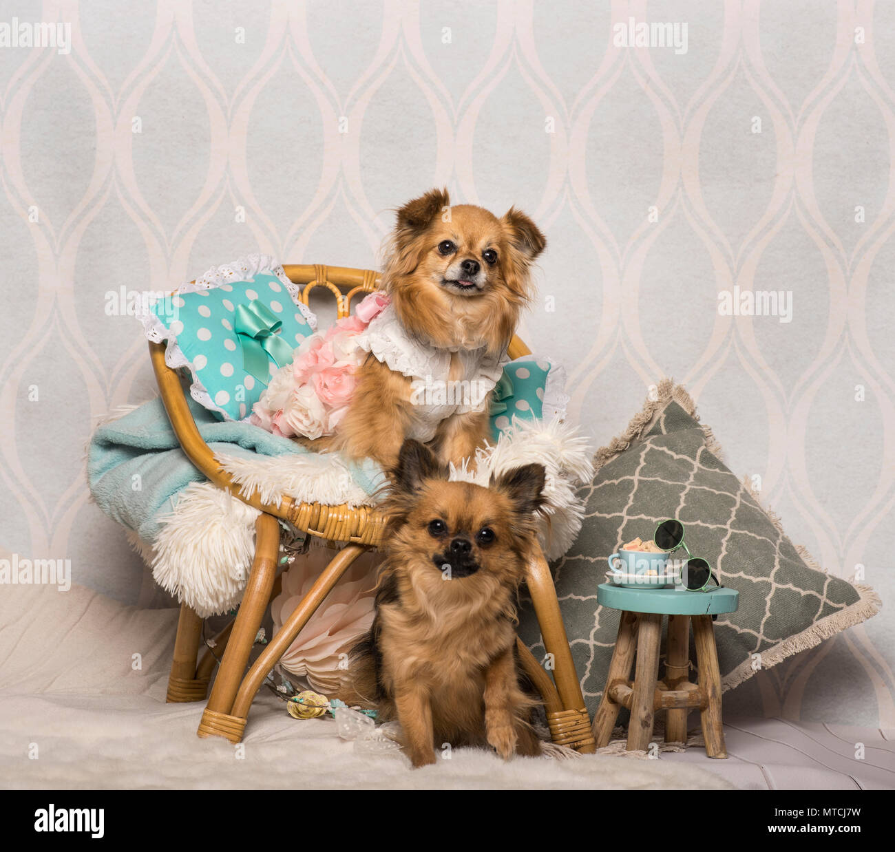 Chihuahua cani seduti intorno a sedia in studio, ritratto Foto Stock