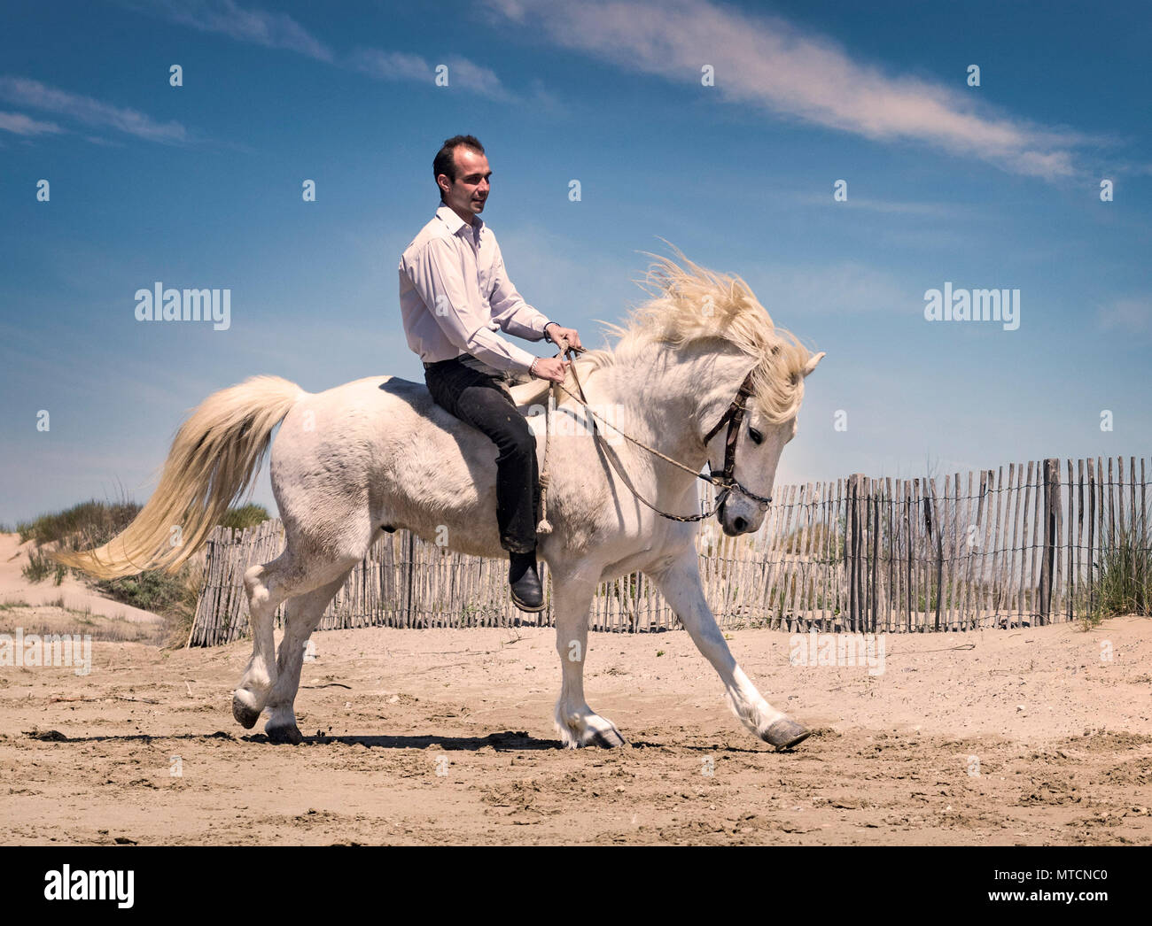 Uomo di equitazione e il suo stallone sulla spiaggia Foto Stock