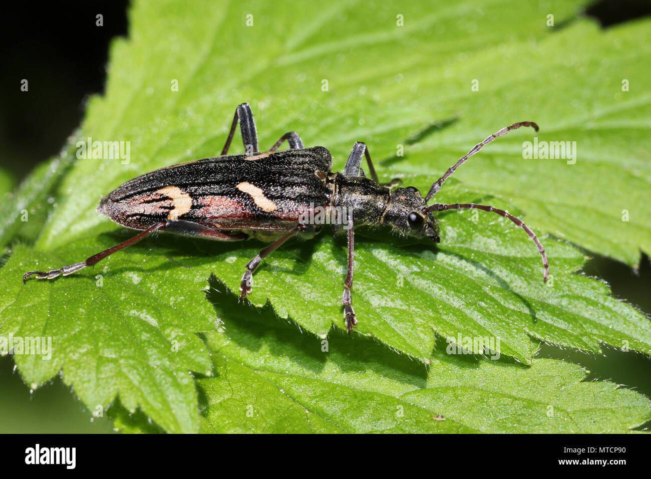 Due nastrare Longhorn Beetle Rhagium bifasciatum Foto Stock