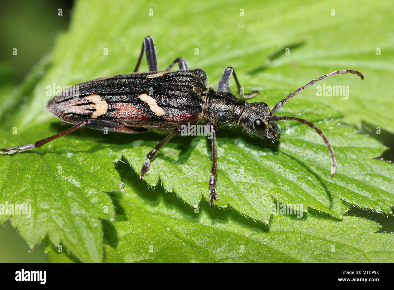 Due nastrare Longhorn Beetle Rhagium bifasciatum Foto Stock