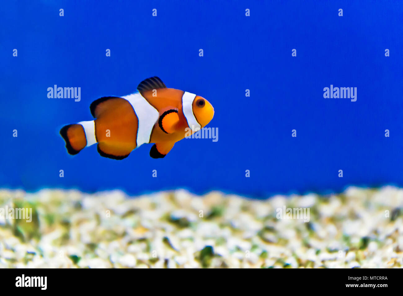 Foto orizzontale di pesce pagliaccio sul fondo acquario Foto Stock