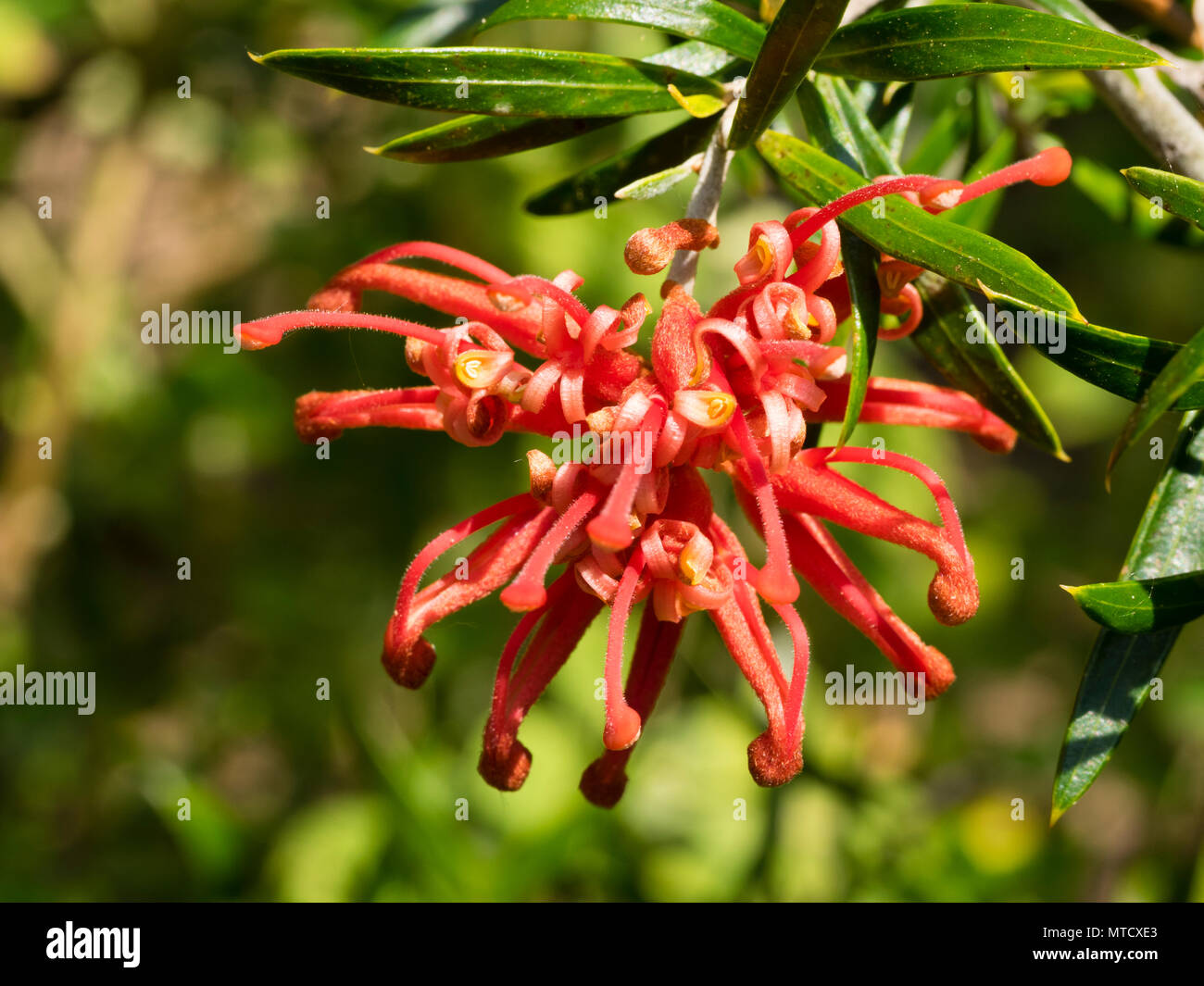 Fiore rosso con stili di spicco della relativamente hardy Australian arbusto sempreverde, Grevillea 'Poorinda Constance' Foto Stock