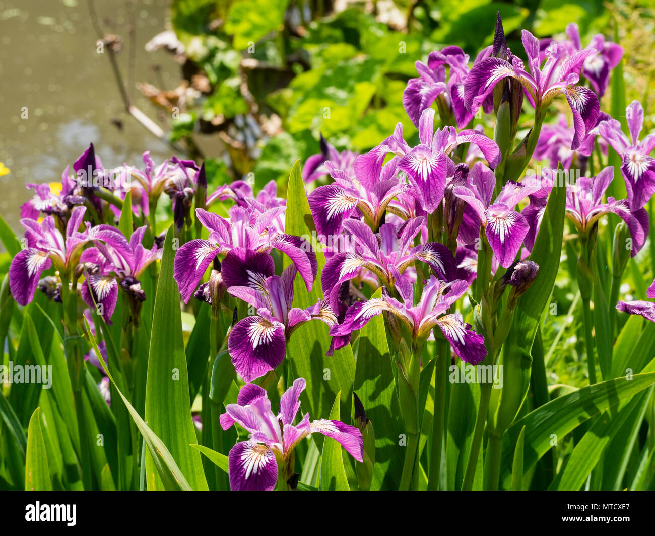 Ricca di cascate viola pallido e gole del marginale, acquatico estate precoce fioritura impianto di stagno, Iris versicolor 'Kermesina' Foto Stock